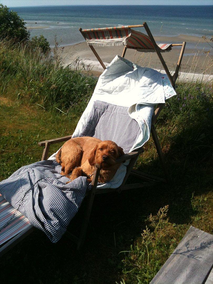 Basset fauve de bretagne Fendi billede 16