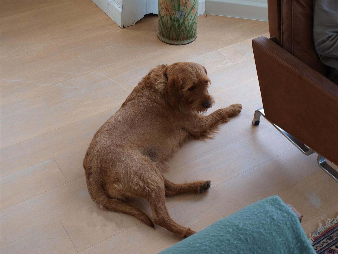 Basset fauve de bretagne Fendi billede 17