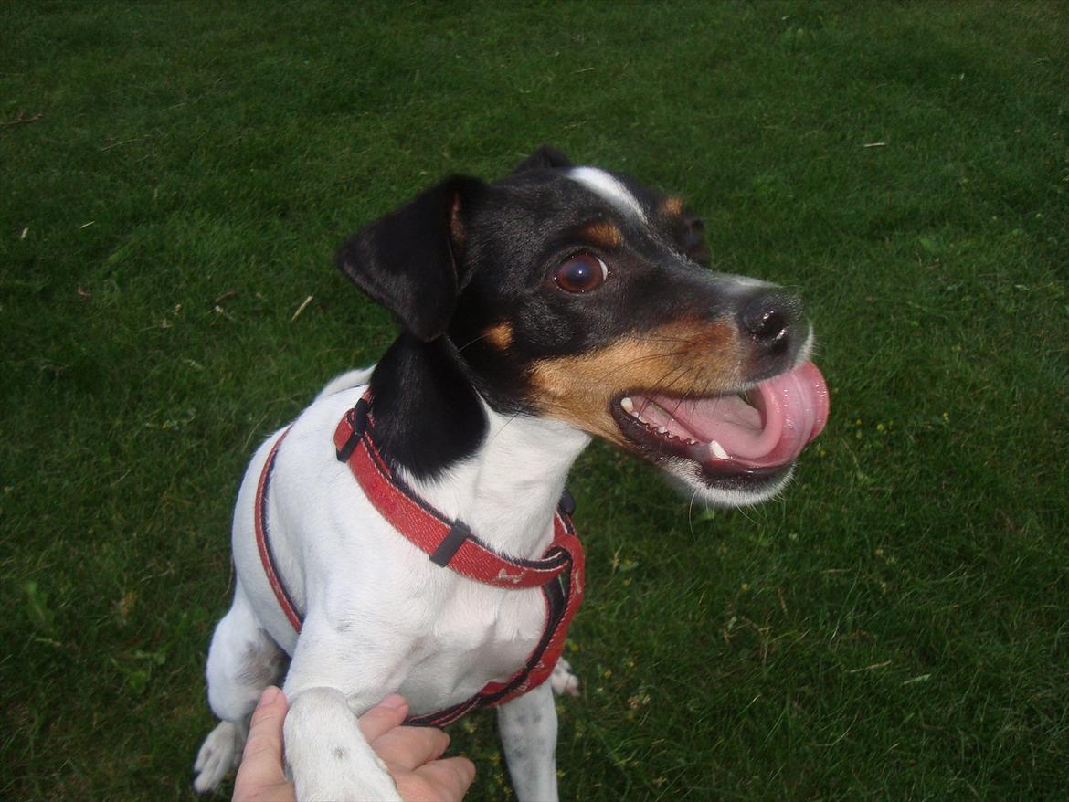 Dansk svensk gaardhund Rose - Rose rækker tunge. billede 1