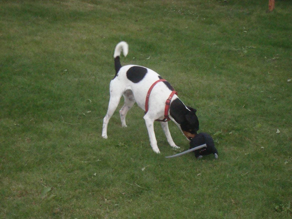 Dansk svensk gaardhund Rose - Årh det er min elskede rotte :) billede 2