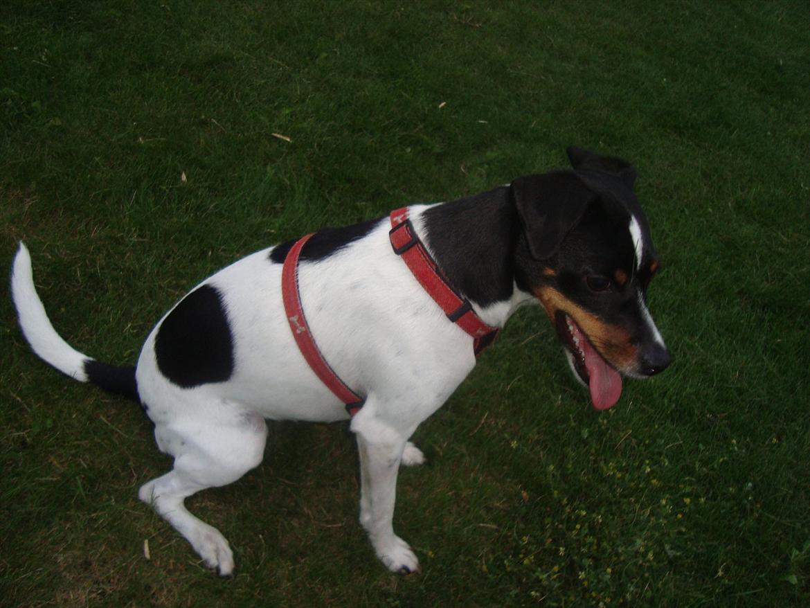 Dansk svensk gaardhund Rose - Modelhunden Rose billede 3