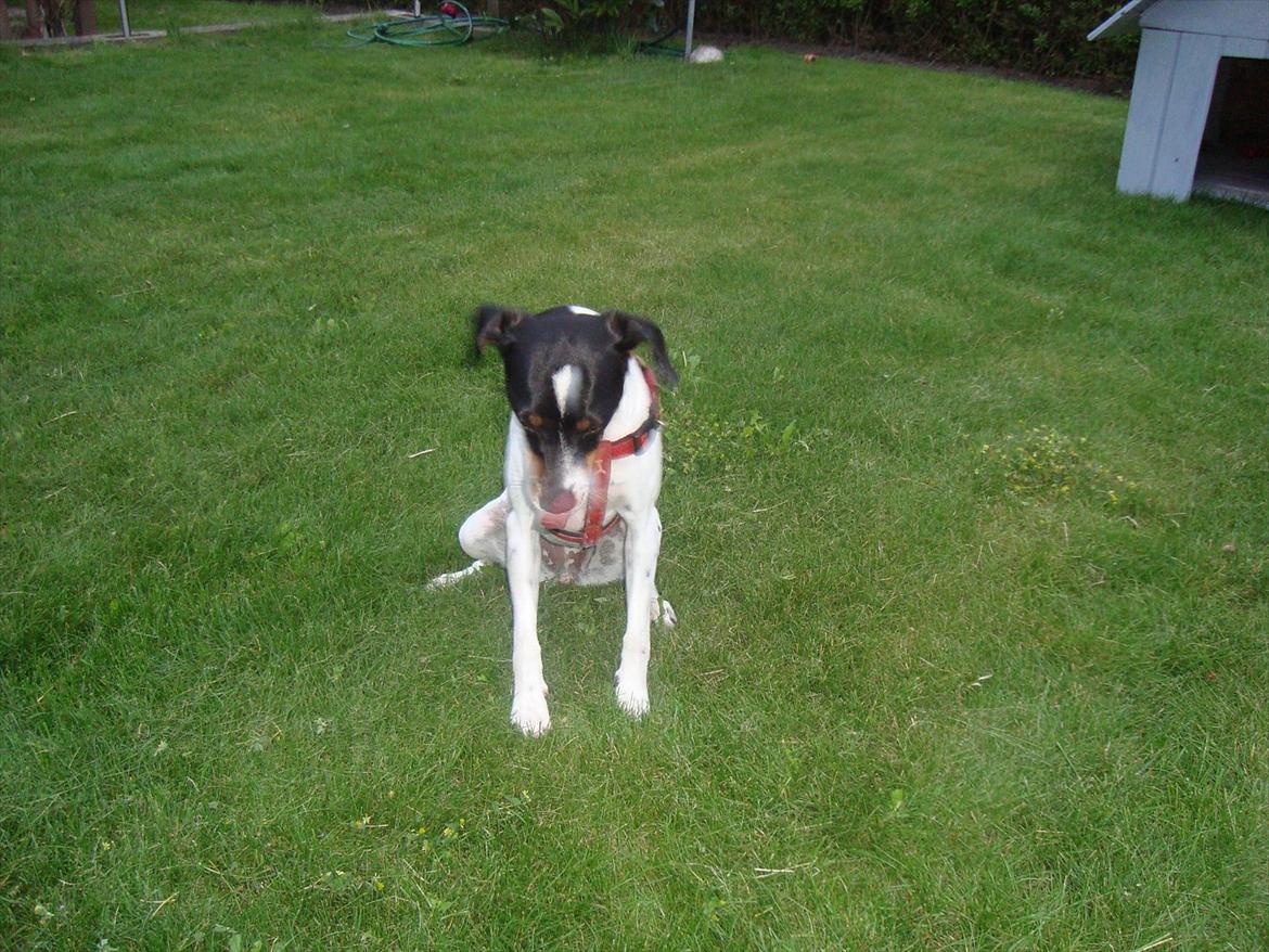 Dansk svensk gaardhund Rose - Er jeg ikke bare sød? billede 4