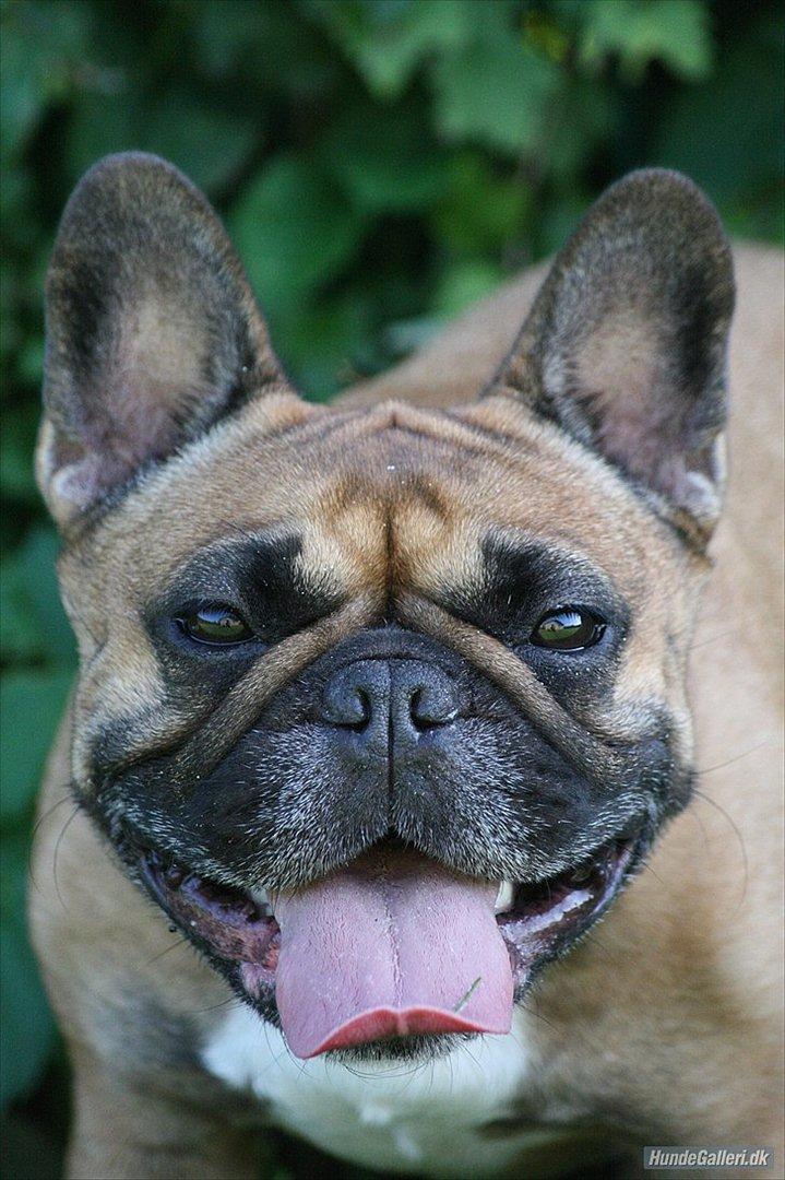 Fransk bulldog Bella. R.I.P. billede 2