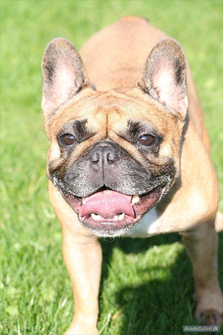 Fransk bulldog Bella. R.I.P. billede 3