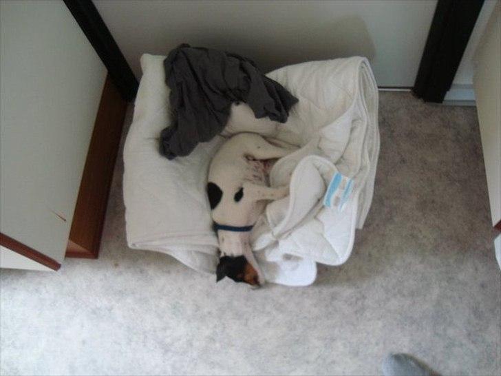 Dansk svensk gaardhund Rose - Lige da vi havde fået hende billede 5