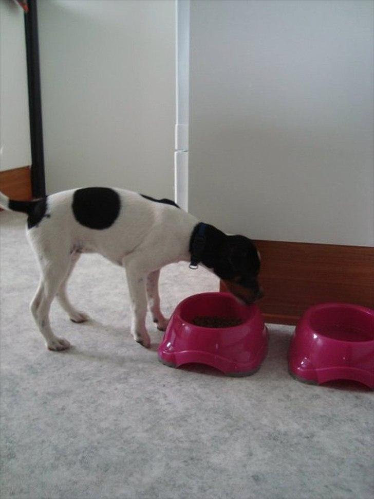 Dansk svensk gaardhund Rose - Kan det måske spises. Sådan en fin lille skål. billede 6