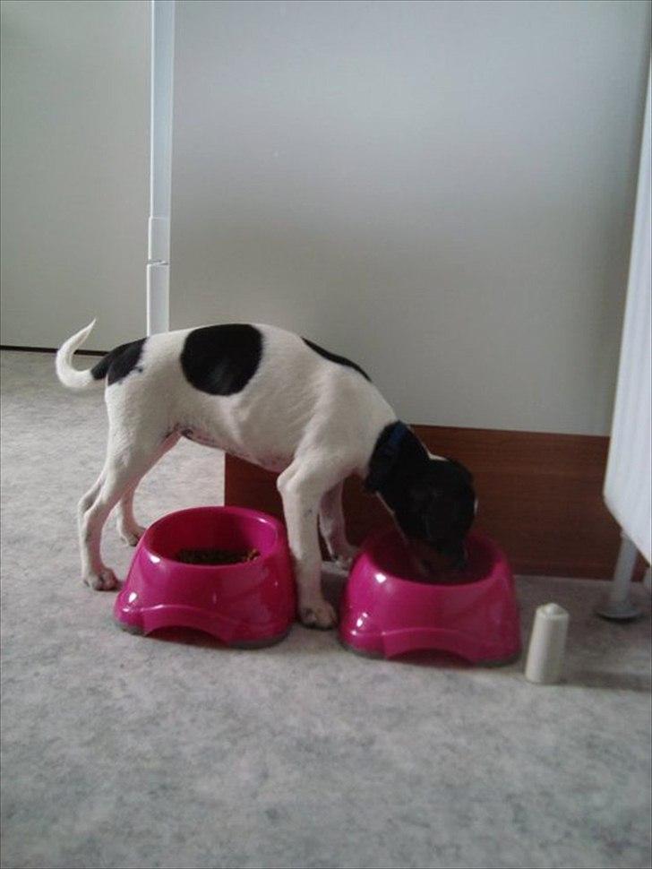 Dansk svensk gaardhund Rose - Årh man bliver altså tørstig af alt det legen.  billede 7