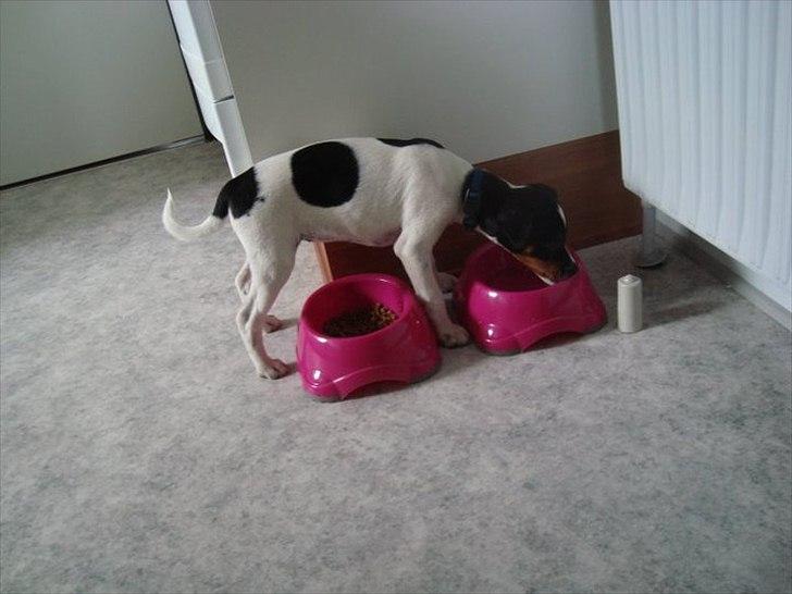 Dansk svensk gaardhund Rose - Kan vandskålen mon spises billede 8