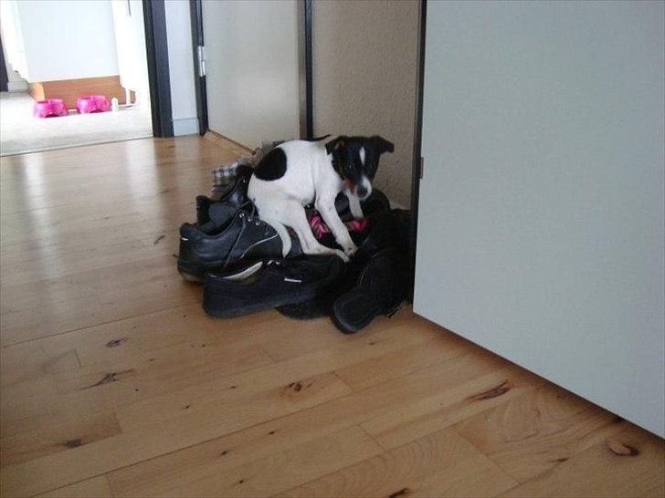 Dansk svensk gaardhund Rose - Skohunden Rose :D Elsker at ligge i vores sko. Ødelægger dem ikke! billede 9