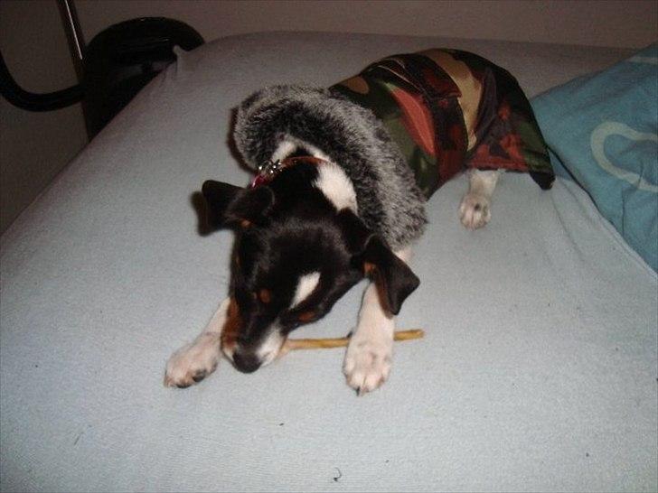 Dansk svensk gaardhund Rose - Prøver lige min vinterjakke billede 10