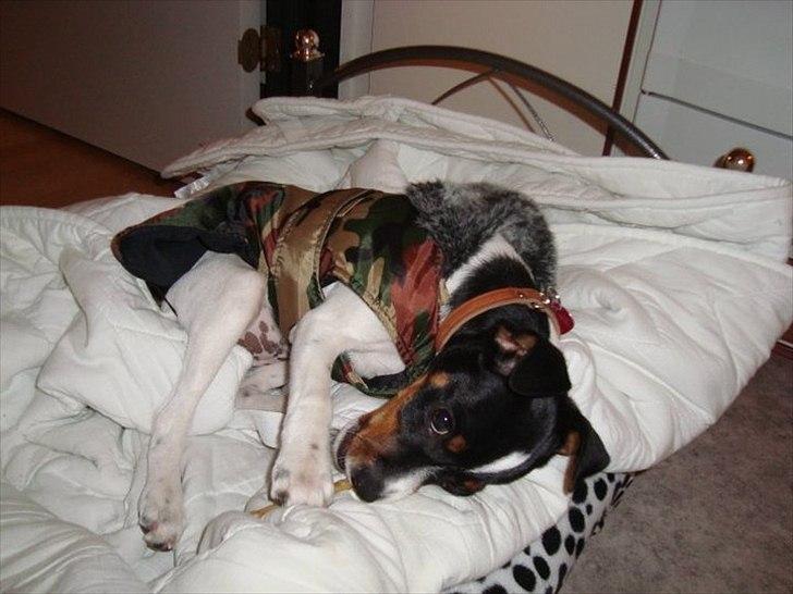 Dansk svensk gaardhund Rose - Prøver min vinterjakke og min nye seng ! billede 11