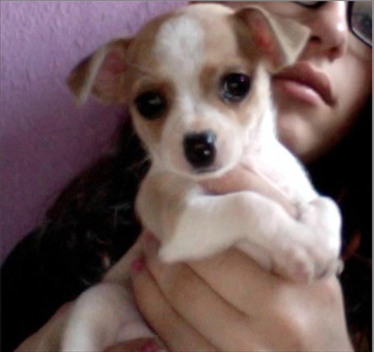 Chihuahua Berry billede 1