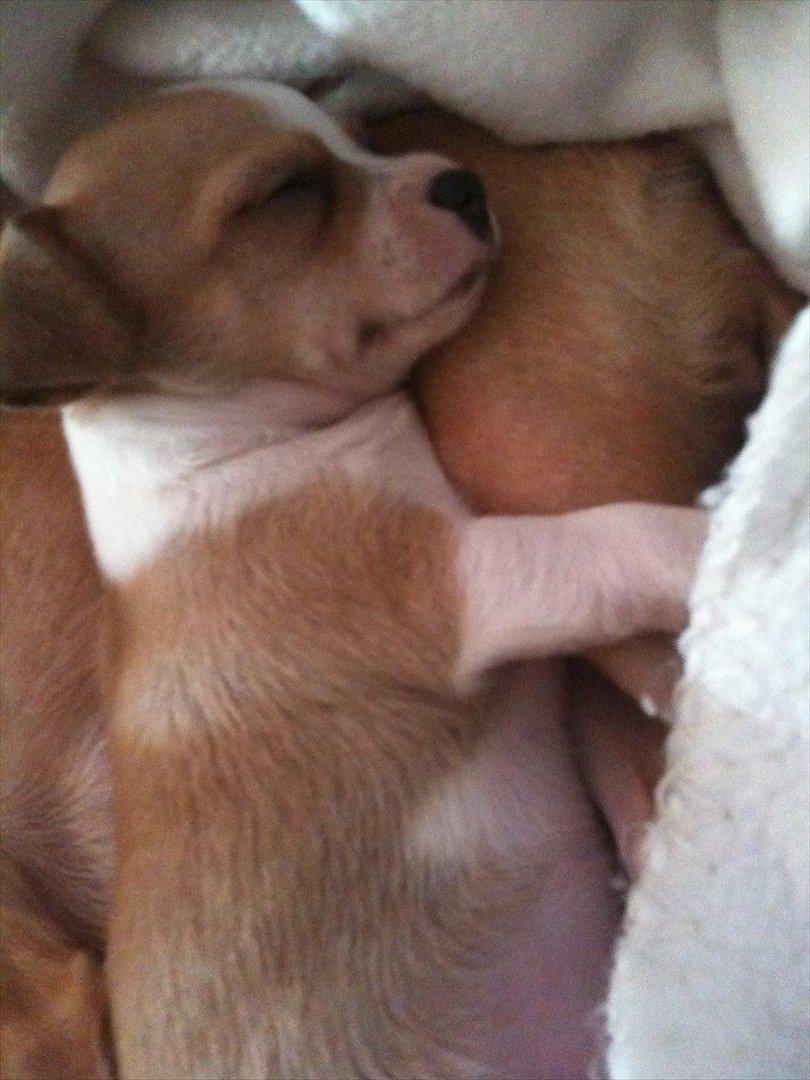 Chihuahua Berry billede 2