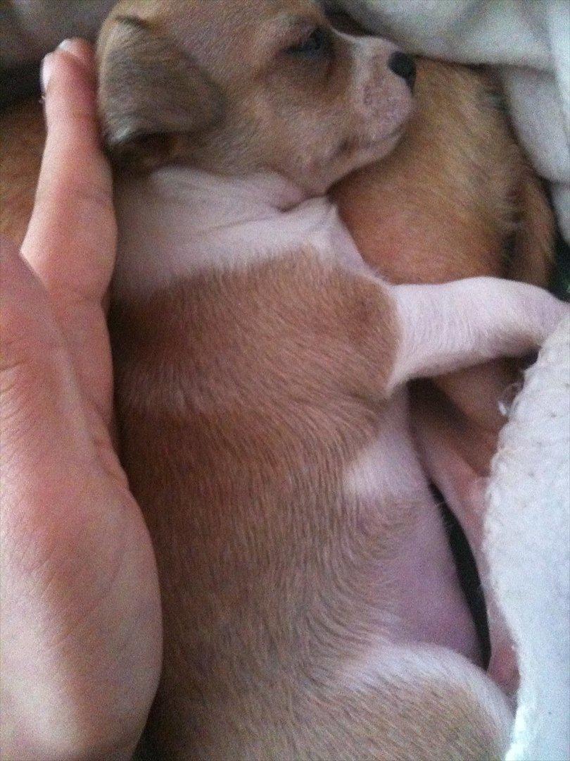 Chihuahua Berry billede 3