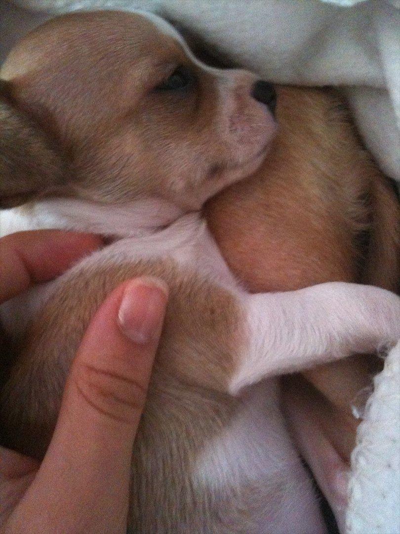 Chihuahua Berry billede 4