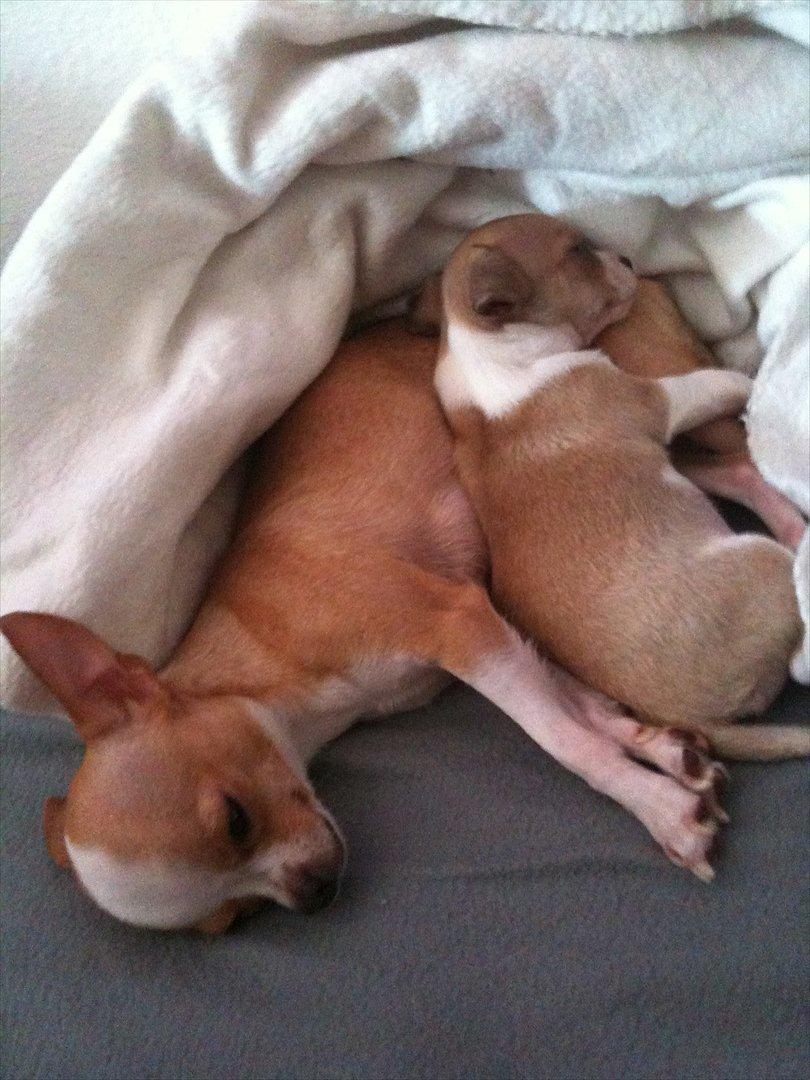 Chihuahua Berry billede 5