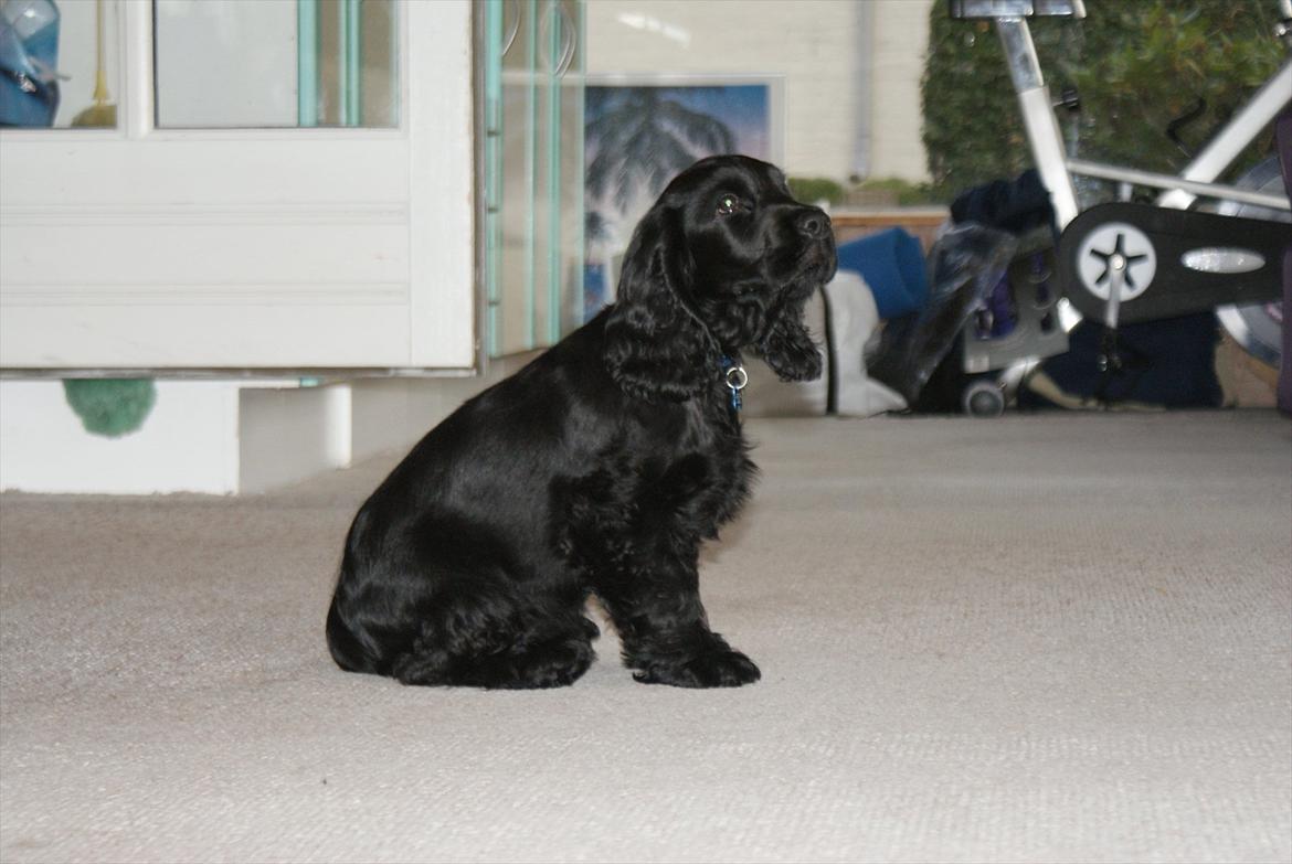 Cocker spaniel Athos billede 9