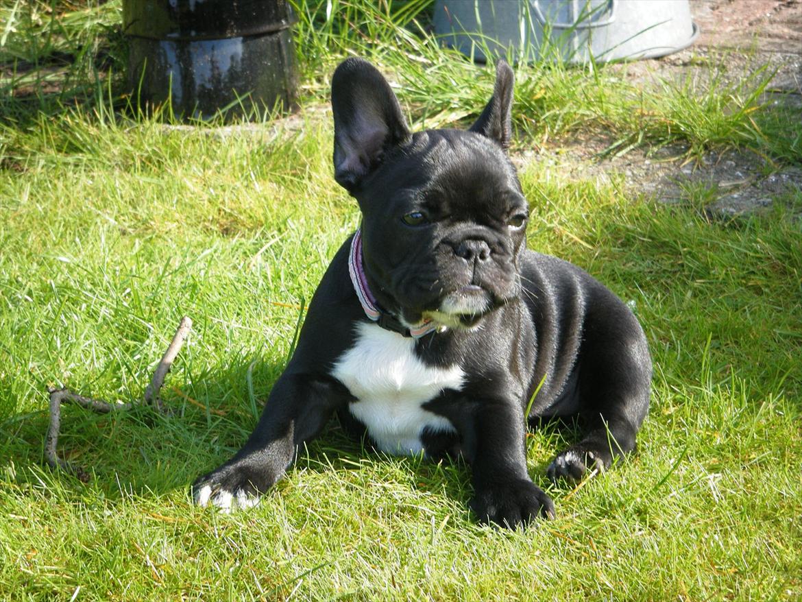Fransk bulldog Liva billede 5