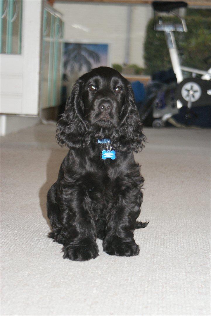 Cocker spaniel Athos billede 10