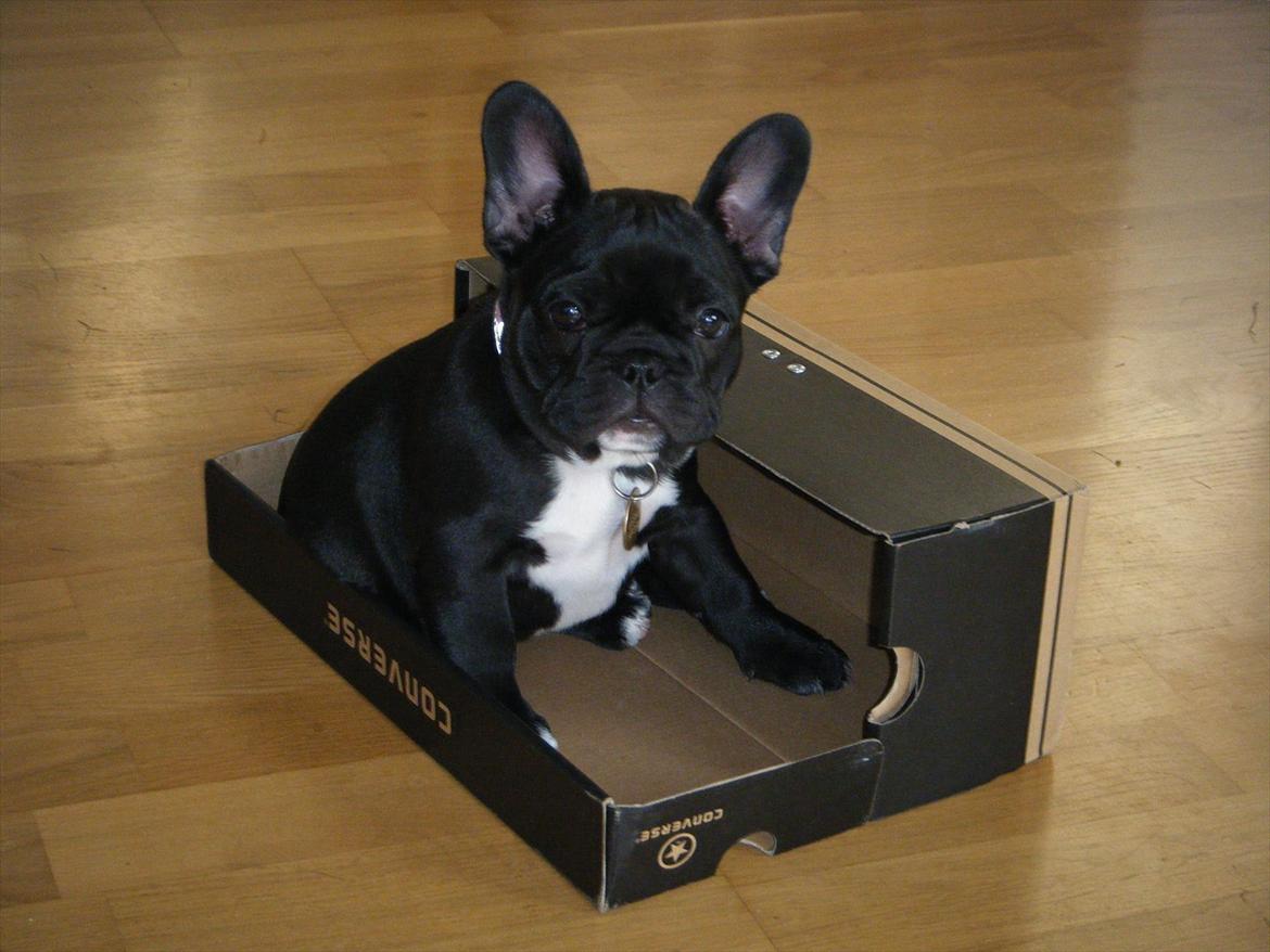 Fransk bulldog Liva billede 1