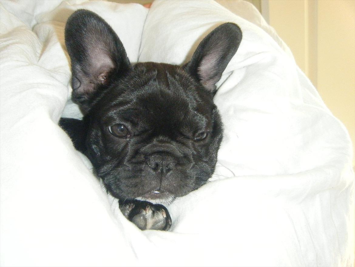 Fransk bulldog Liva billede 7