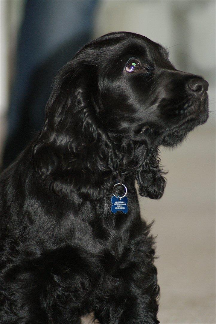 Cocker spaniel Athos billede 11