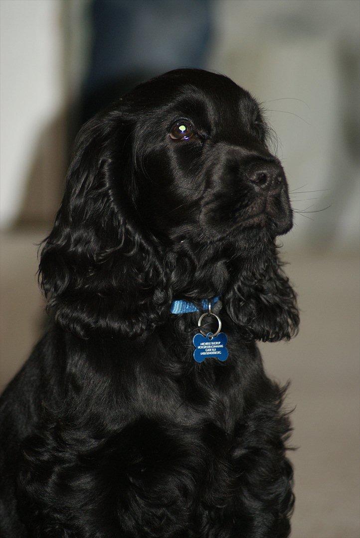 Cocker spaniel Athos billede 12