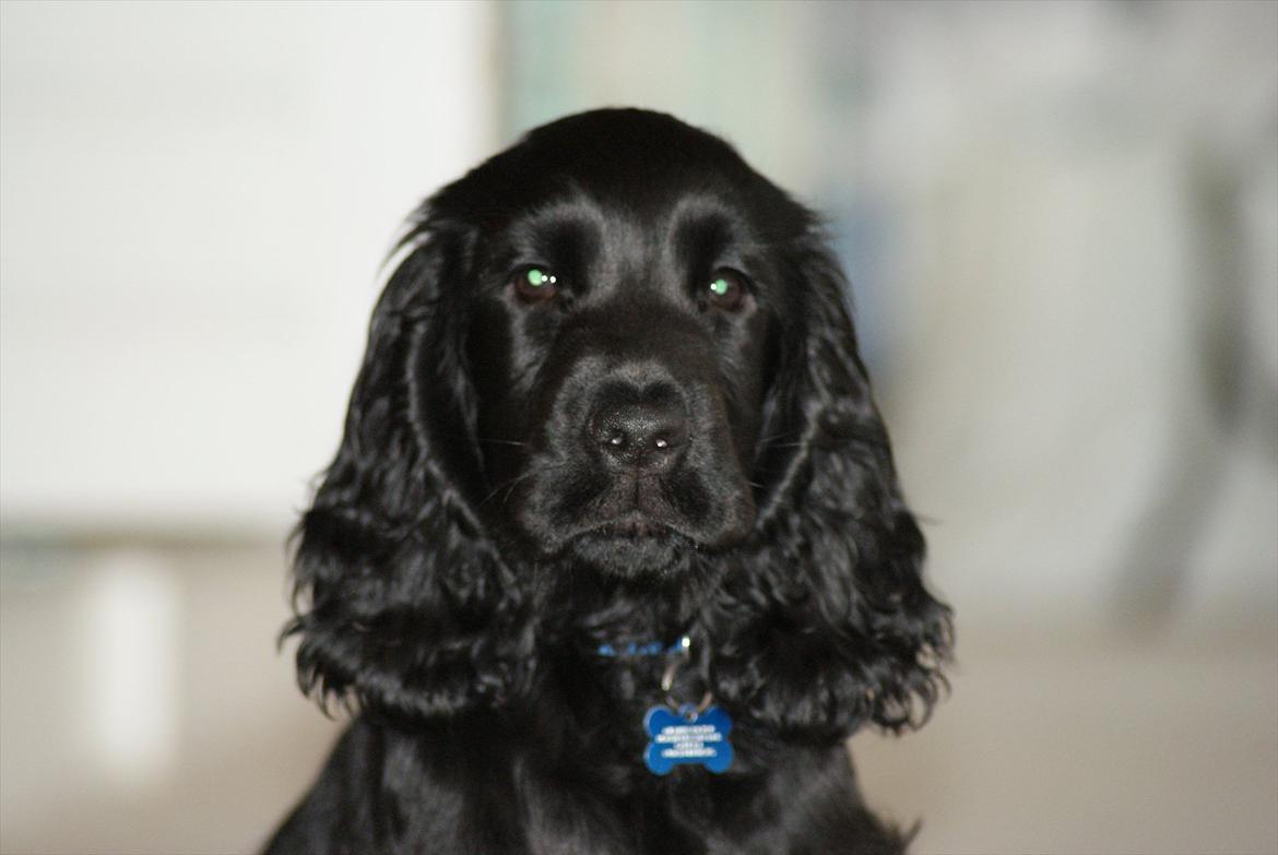 Cocker spaniel Athos billede 13