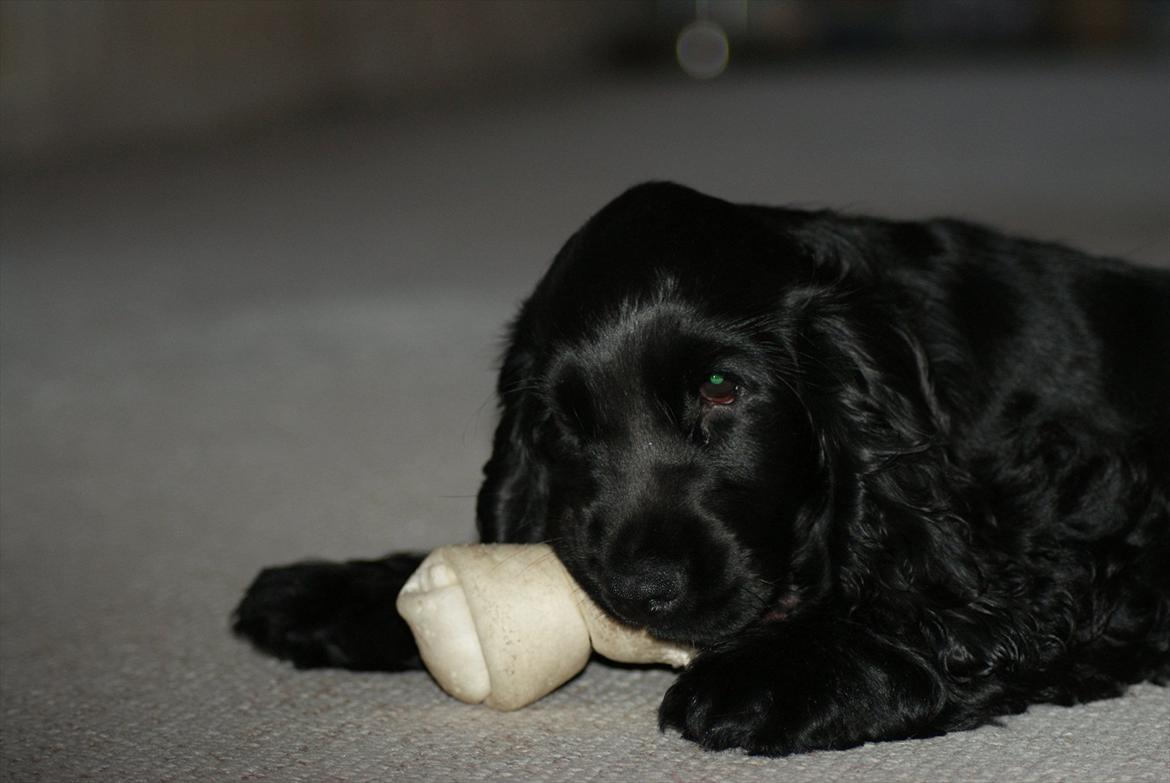 Cocker spaniel Athos billede 14