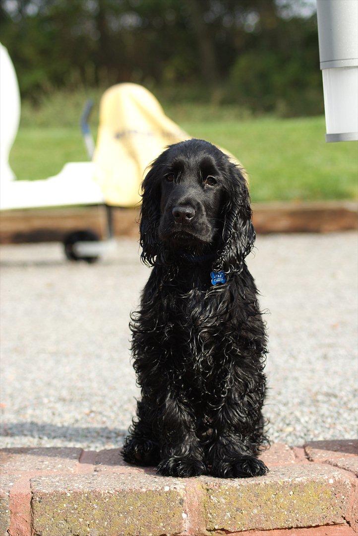 Cocker spaniel Athos - hjælper lige mor med at vaske hendes bil, det er skide skægt billede 15