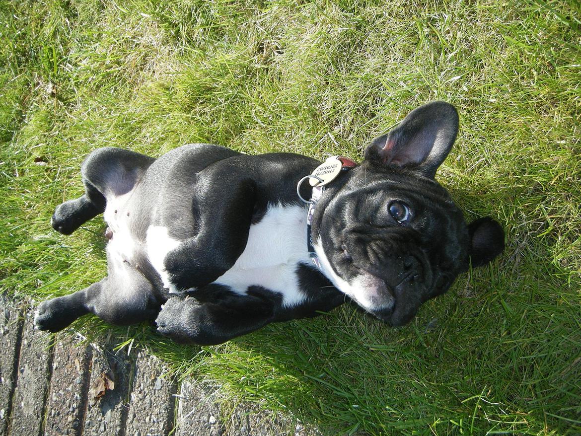 Fransk bulldog Liva billede 6