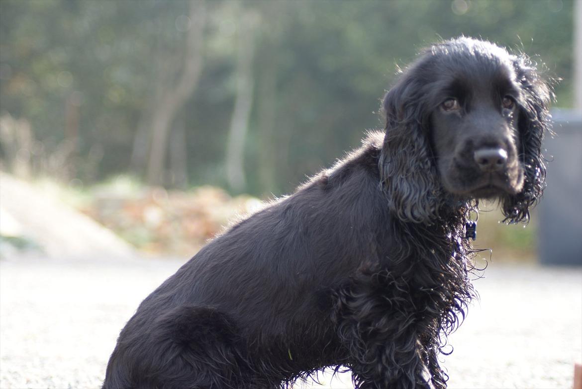 Cocker spaniel Athos - elsker at lege med vandslangen hehe billede 16