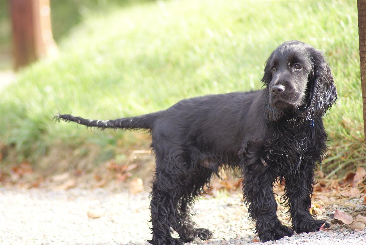 Cocker spaniel Athos billede 17