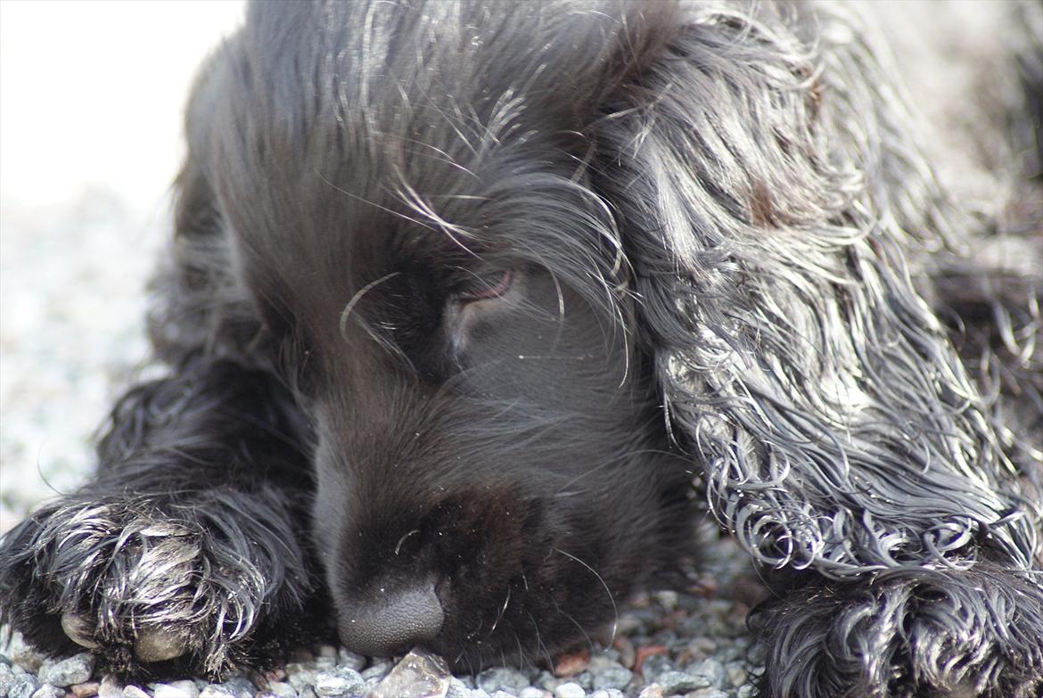 Cocker spaniel Athos billede 18