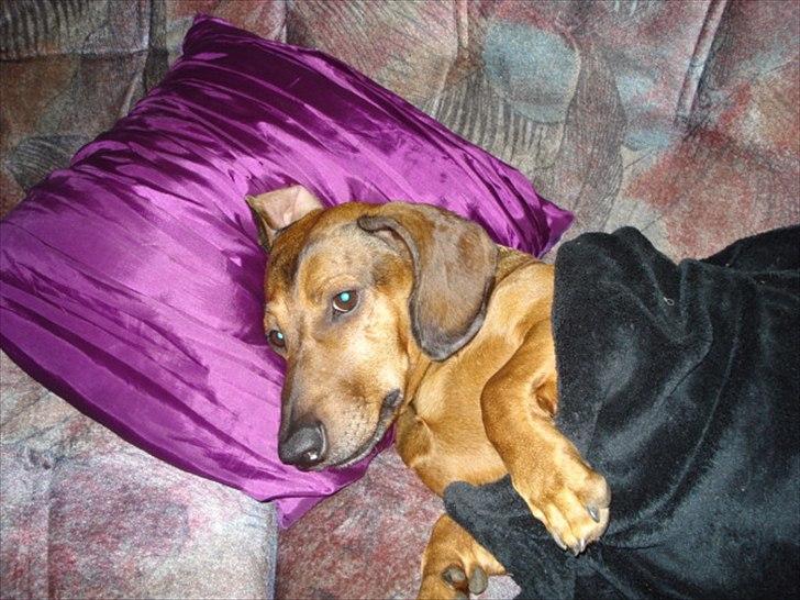 Gravhund Rasmus billede 14