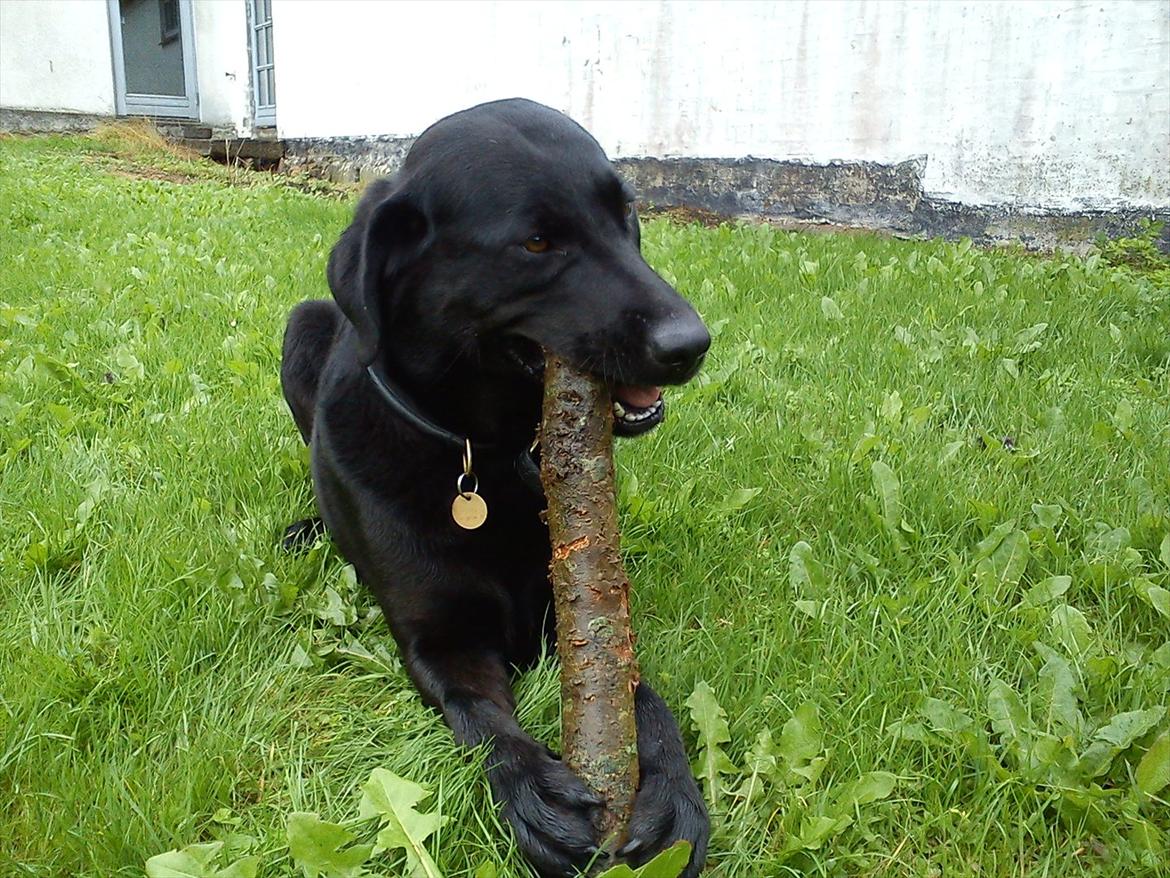 Blanding af racer Zorro - Pinde er da bare over guffeluf!:p billede 12