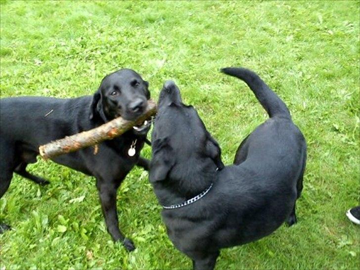 Blanding af racer Zorro - Vores nabo hun dog Zorro leger med en stor , styg pind!:D billede 13