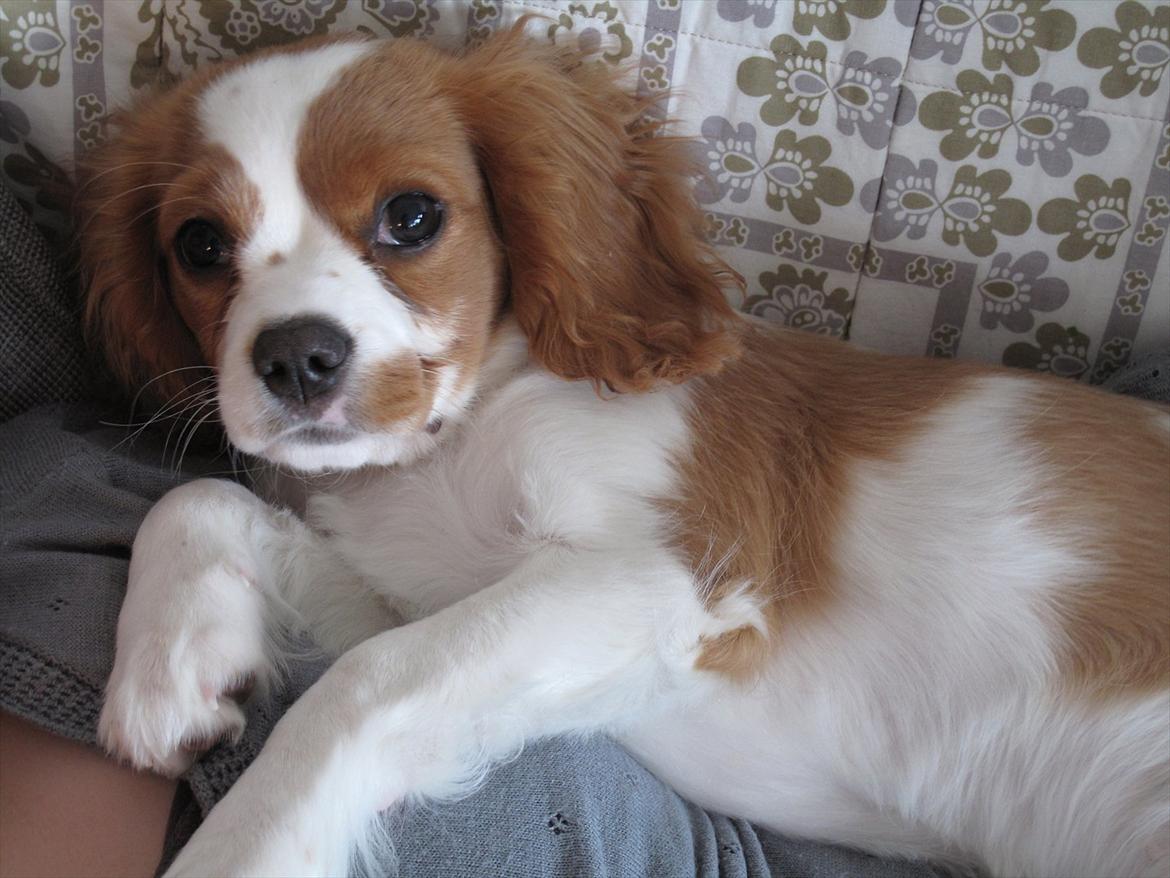 Cavalier king charles spaniel Stella - Lille Stella billede 1
