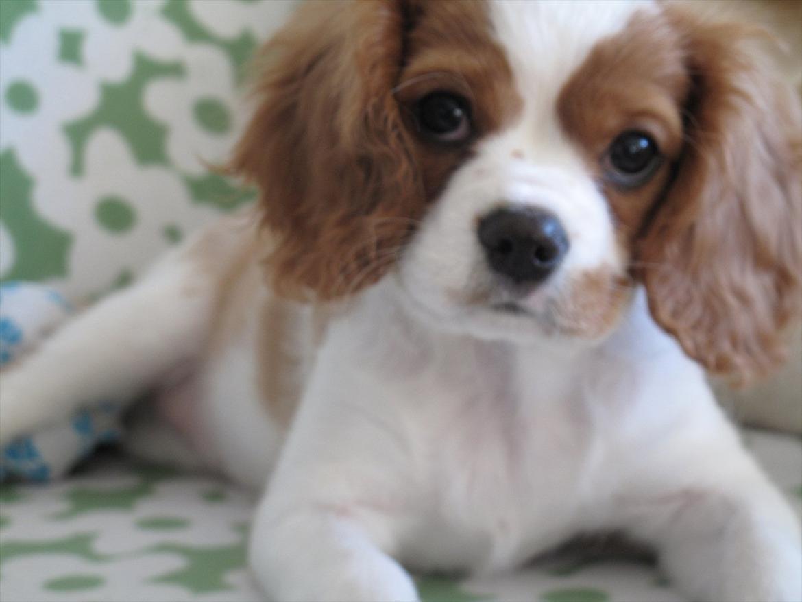 Cavalier king charles spaniel Stella - Stellla som hvalp billede 2