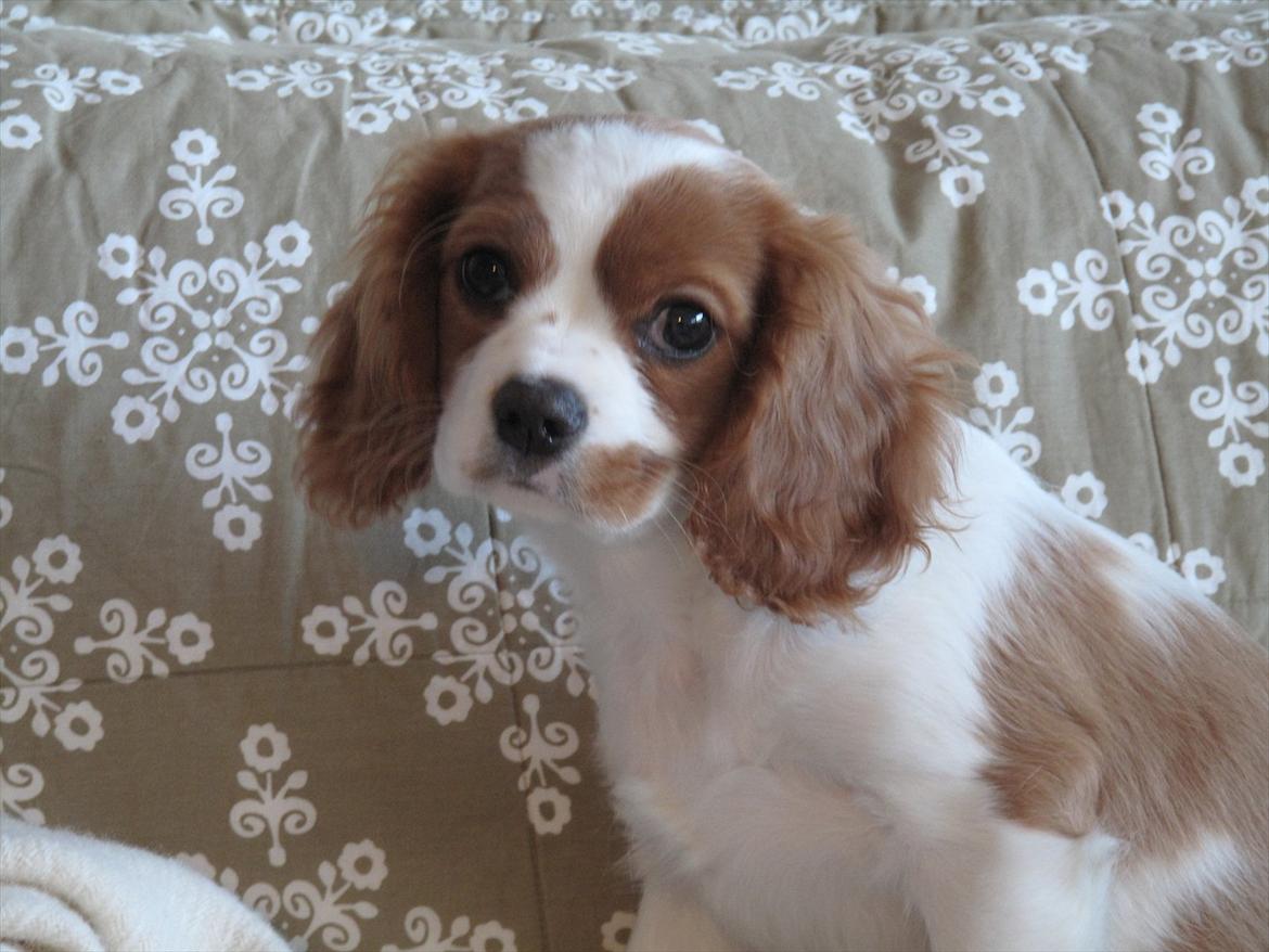 Cavalier king charles spaniel Stella - Stella <3 er hun ikke smuk billede 3