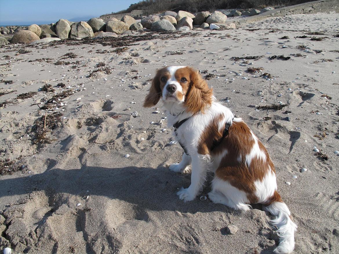 Cavalier king charles spaniel Stella - Stella ved stranden <3 billede 4