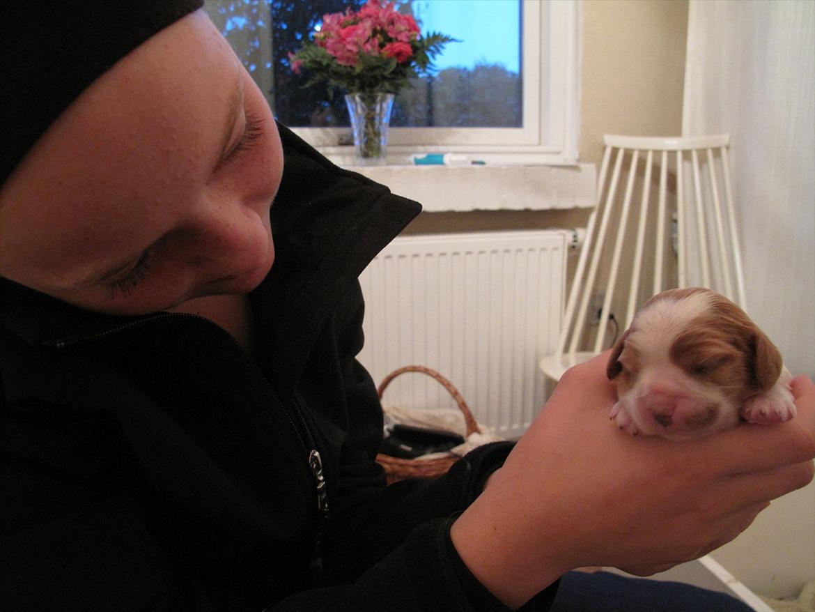 Cavalier king charles spaniel Stella - Stella som bady <3 billede 5
