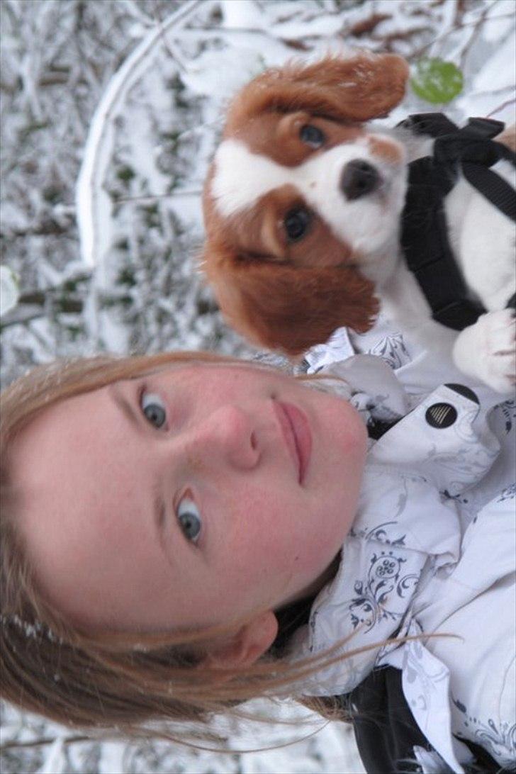 Cavalier king charles spaniel Stella - <3 <3 <3 <3 billede 6