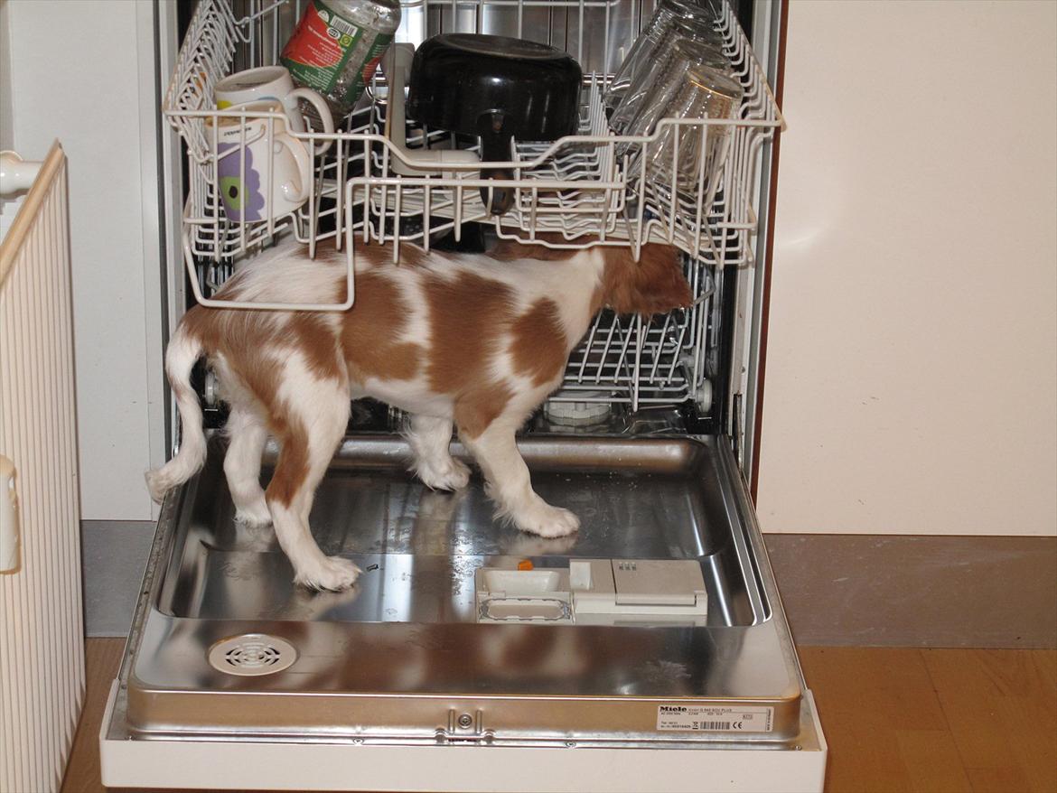 Cavalier king charles spaniel Stella - Stella vasker på :) billede 7