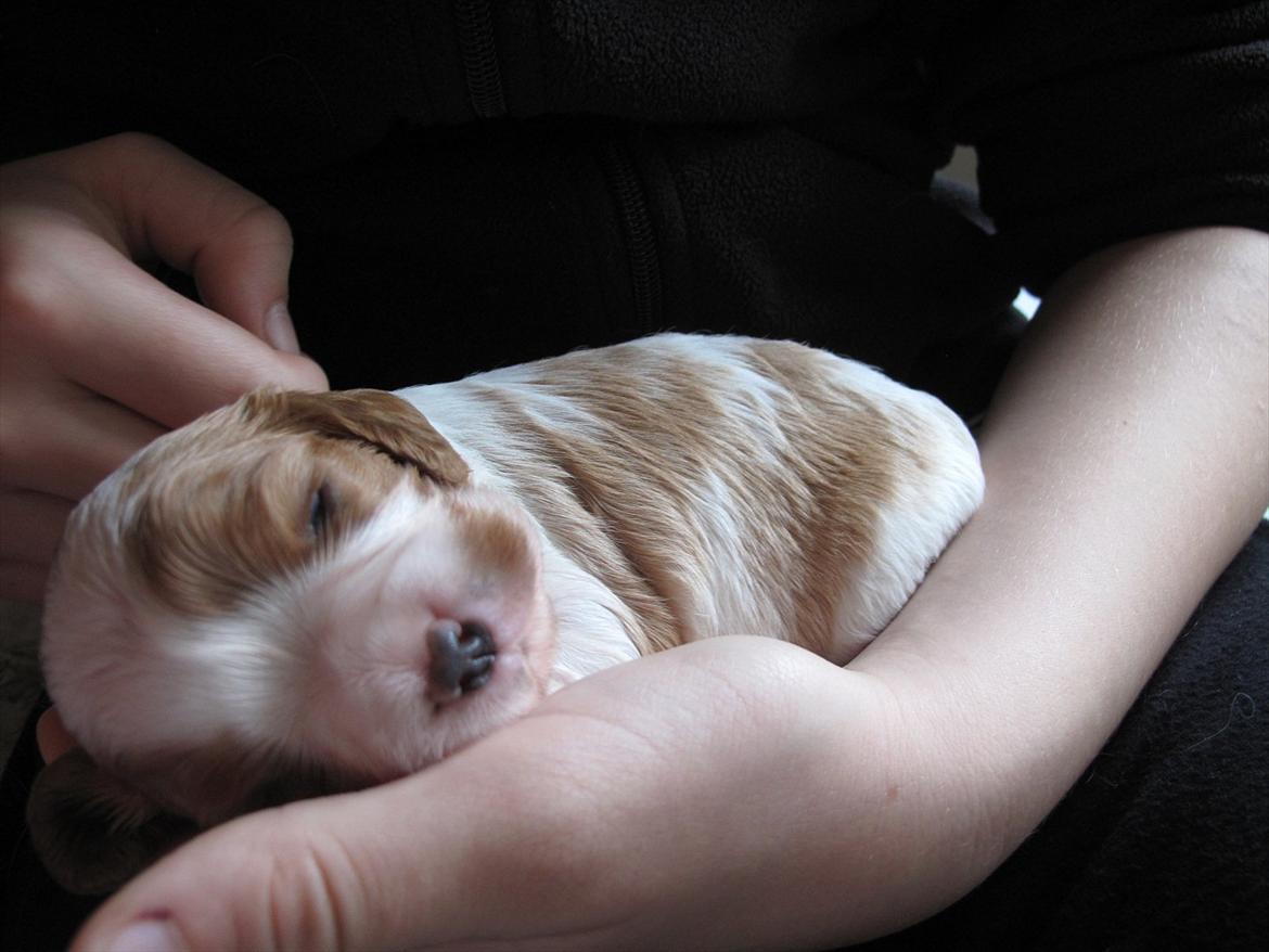 Cavalier king charles spaniel Stella - Lille Stella  billede 8