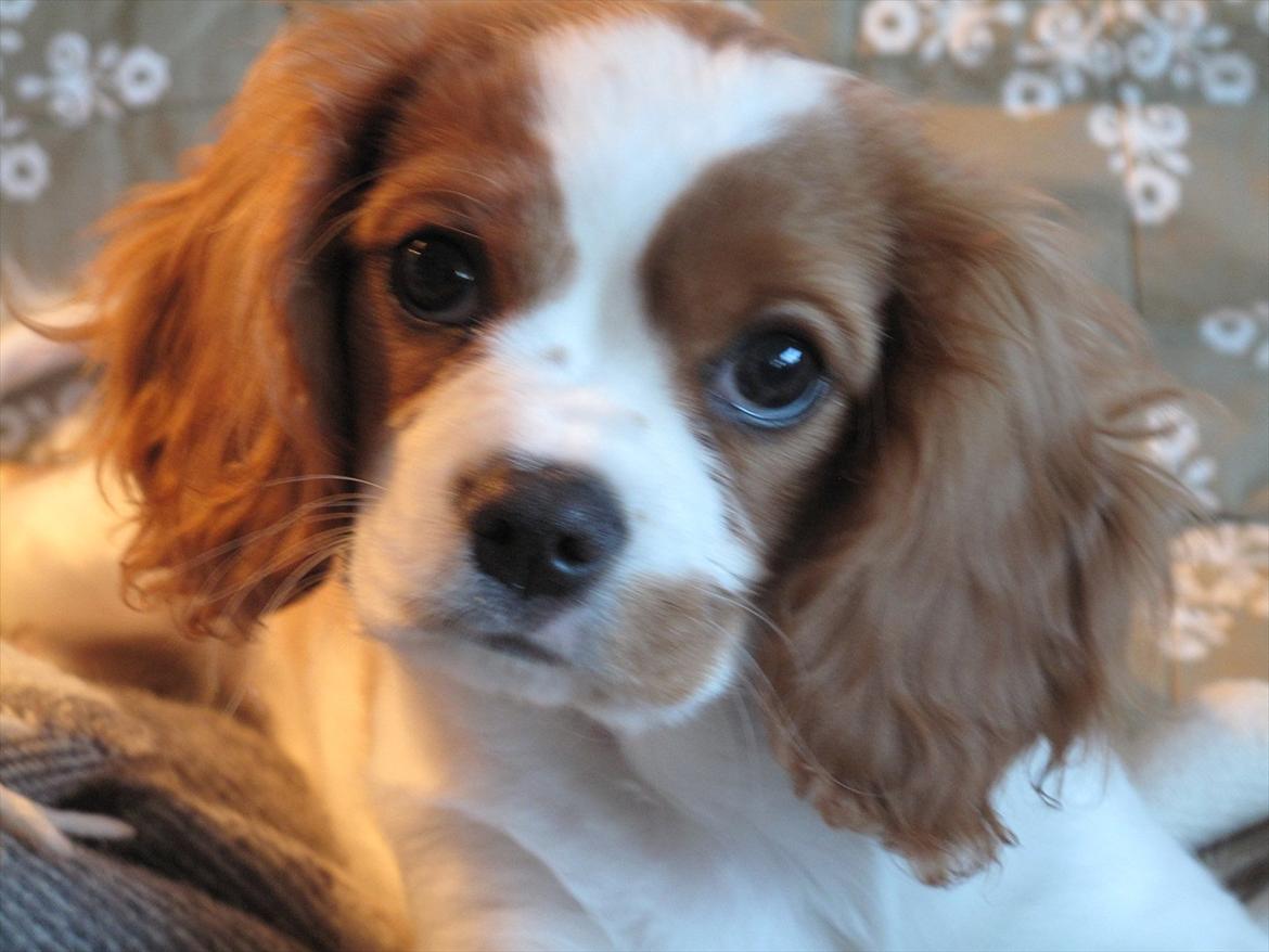 Cavalier king charles spaniel Stella billede 9