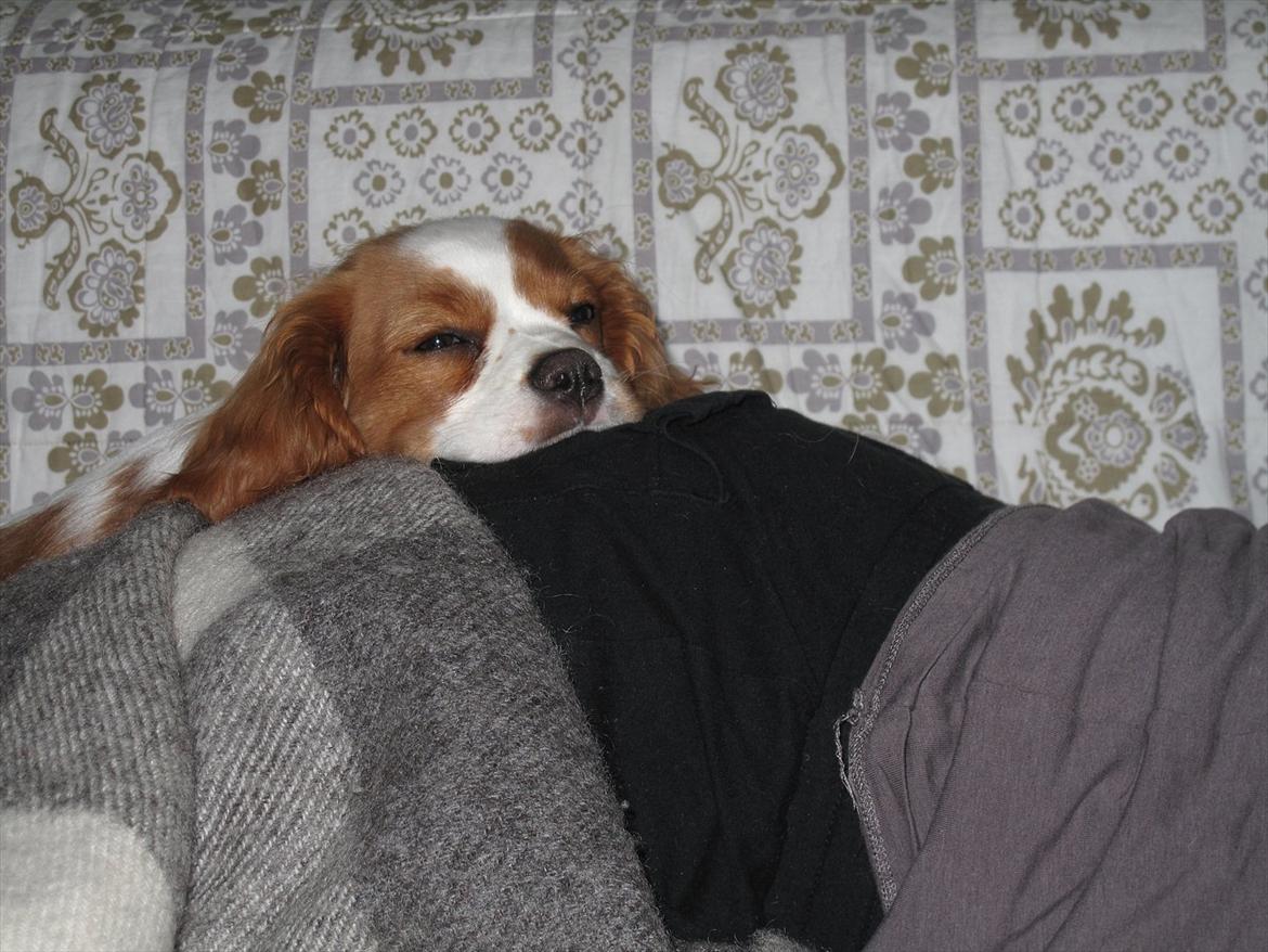 Cavalier king charles spaniel Stella billede 10