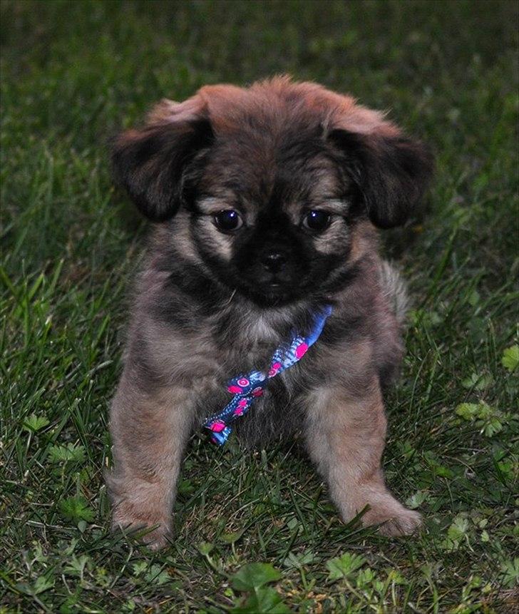 Blanding af racer Chihuahua/Pekingeser - Cosmo billede 1