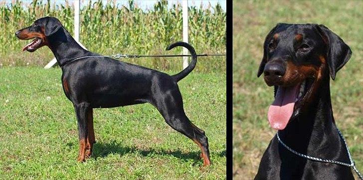 Dobermann Dobergaarden Forever Caya Carisma - Billede fra Maxim di Altobellos Progeny bog. billede 17