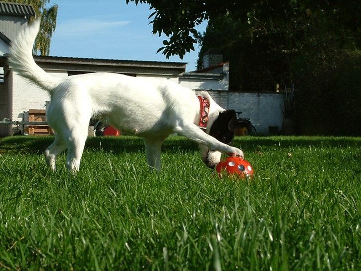 Dansk svensk gaardhund Lady billede 9